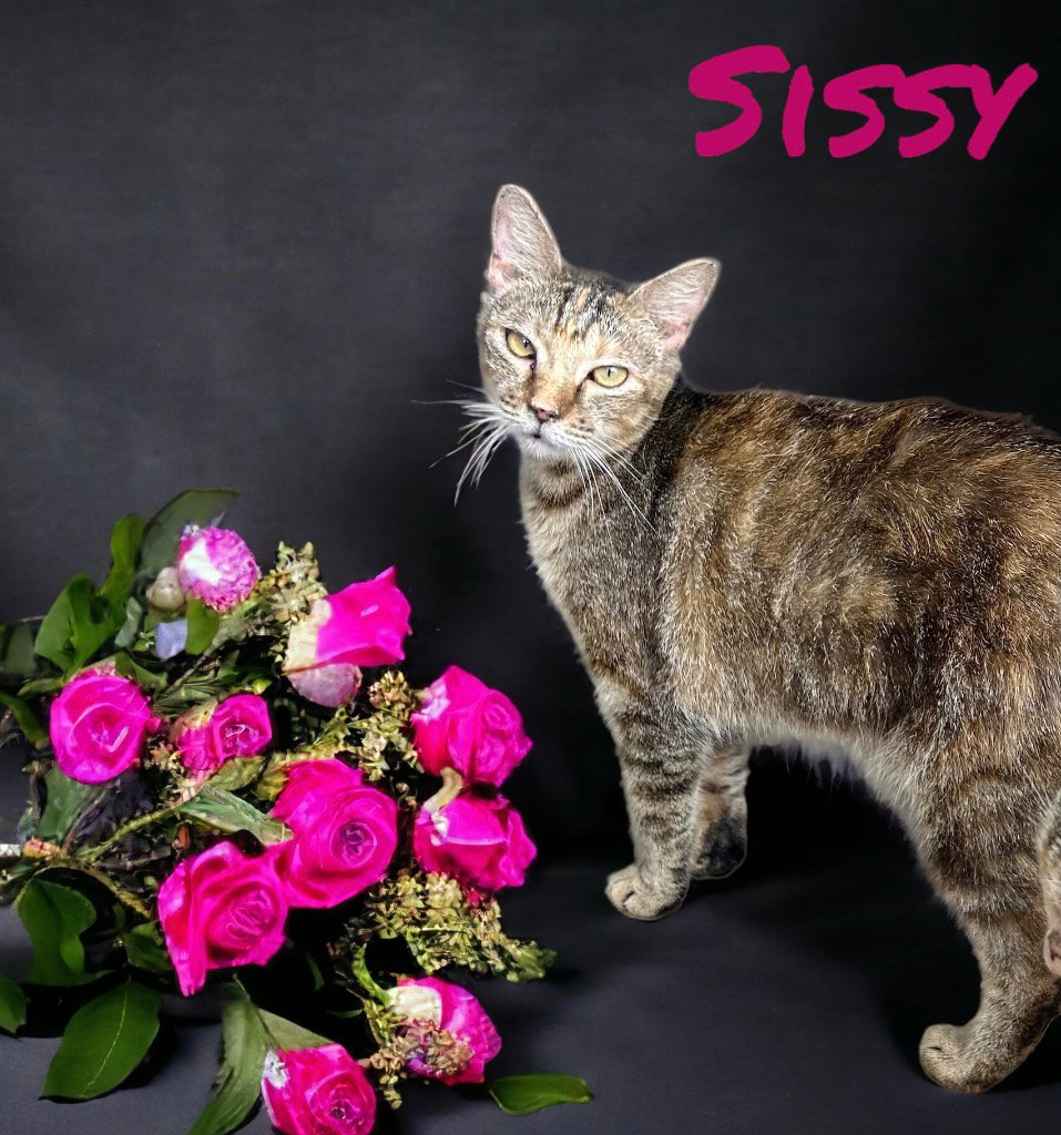 Cat adoption in Nashville, GA 31639 Domestic Short Hair Cat "Sissy"