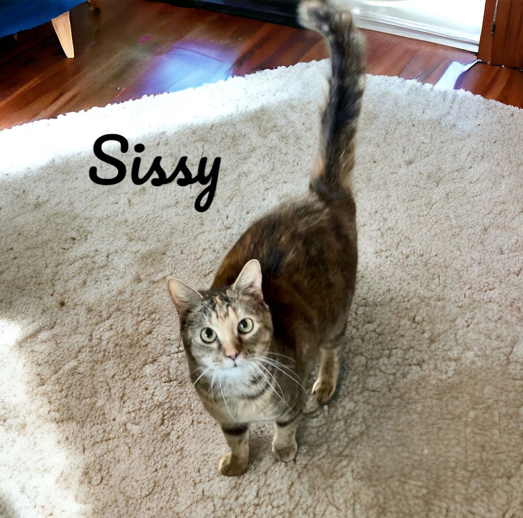 adoptable Cat in Nashville, GA named Sissy