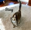 adoptable Cat in nashville, IL named Sissy