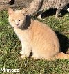 adoptable Cat in nashville, GA named Mimosa