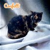 adoptable Cat in nashville, IL named Confetti
