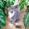 adoptable Cat in Nashville, GA named Uriel