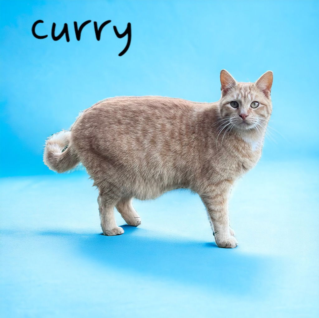 adoptable Cat in Nashville, GA named Curry