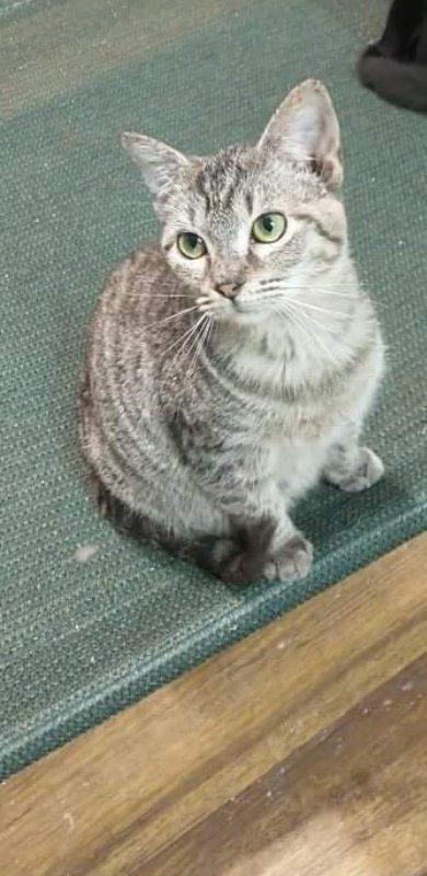 adoptable Cat in Nashville, GA named Sharky