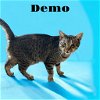 adoptable Cat in nashville, GA named Demo