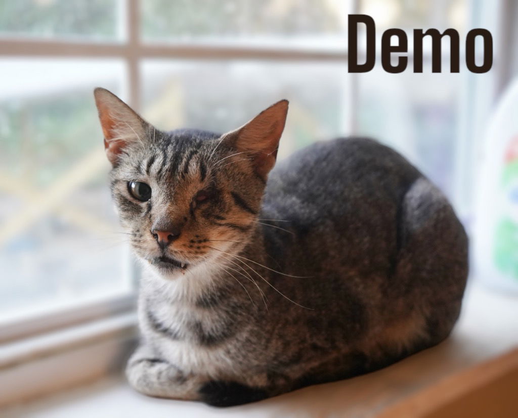 adoptable Cat in Nashville, GA named Demo