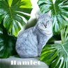 adoptable Cat in nashville, GA named Hamlet