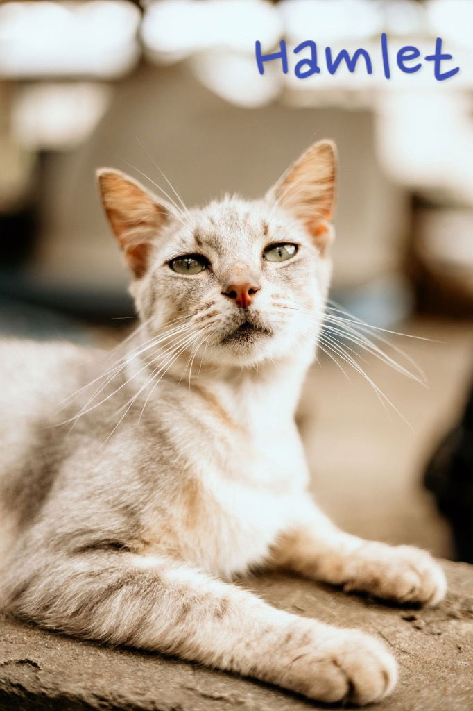 adoptable Cat in Nashville, GA named Hamlet