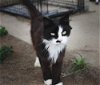 adoptable Cat in nashville, IL named Contessa
