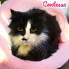 adoptable Cat in Nashville, GA named Contessa