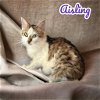 adoptable Cat in  named Aisling