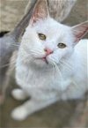 adoptable Cat in nashville, GA named Hedwig