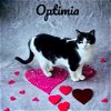 adoptable Cat in nashville, IL named Optimia