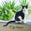 adoptable Cat in Nashville, GA named Optimia