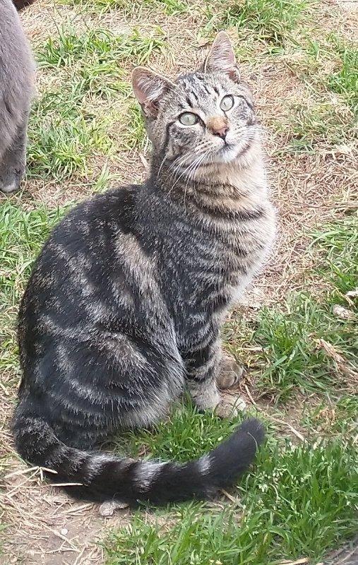 adoptable Cat in Nashville, GA named Domino