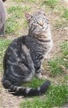 adoptable Cat in nashville, IL named Domino