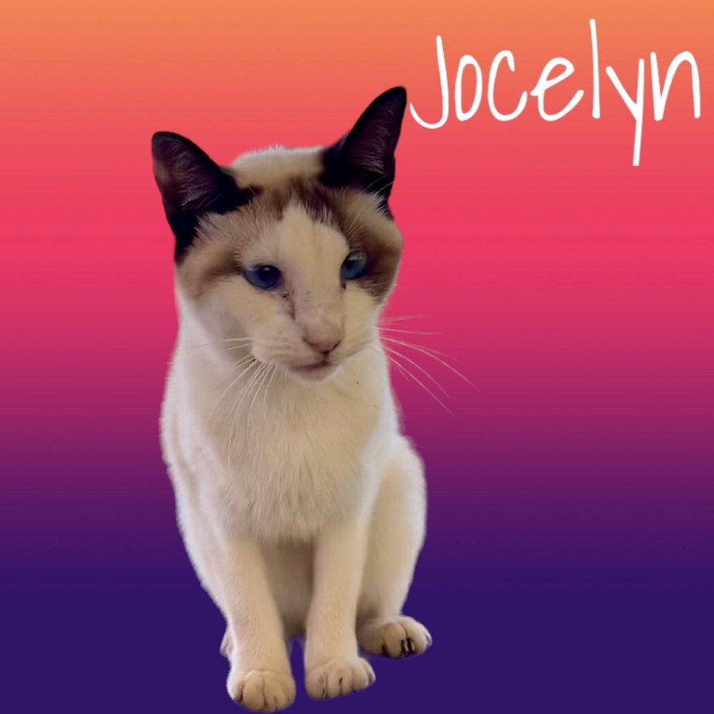 adoptable Cat in Nashville, GA named Jocelyn