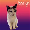 adoptable Cat in  named Jocelyn
