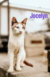 adoptable Cat in Nashville, GA named Jocelyn