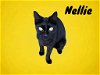 adoptable Cat in nashville, GA named Nellie