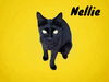 adoptable Cat in Nashville, GA named Nellie