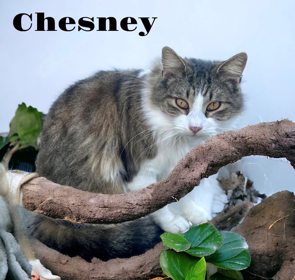 adoptable Cat in Nashville, GA named Chesney