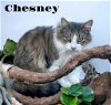 adoptable Cat in  named Chesney