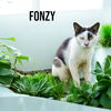 adoptable Cat in Nashville, GA named Fonzy