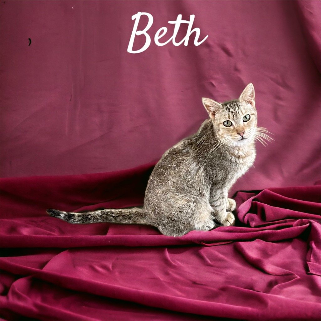 adoptable Cat in Nashville, GA named Beth