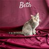 adoptable Cat in nashville, IL named Beth