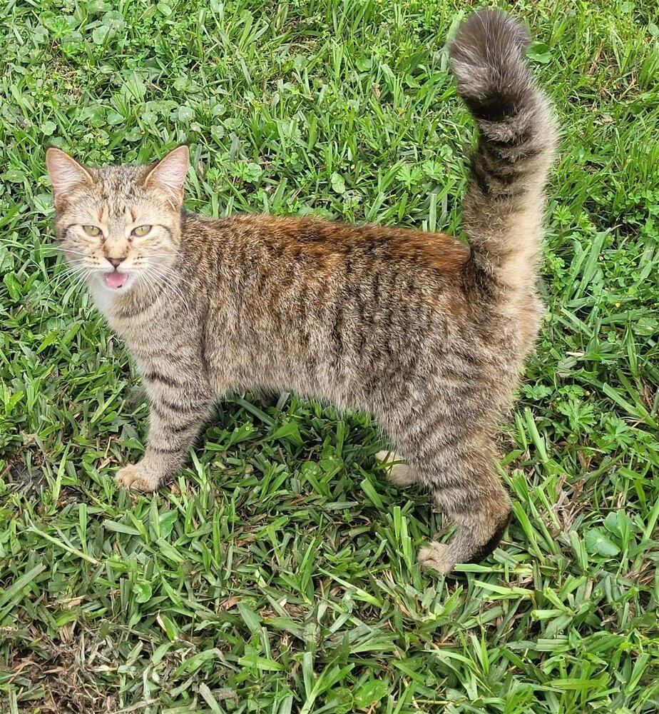 adoptable Cat in Nashville, GA named Triscuit