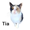 adoptable Cat in nashville, GA named Tia