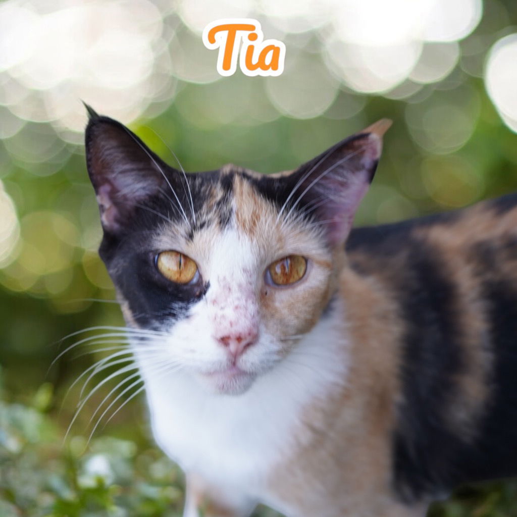 adoptable Cat in Nashville, GA named Tia