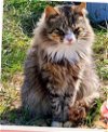 adoptable Cat in nashville, GA named Fancy