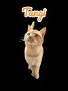 adoptable Cat in nashville, IL named Tangi