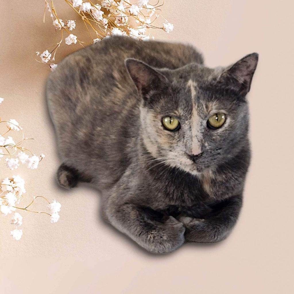 adoptable Cat in Nashville, GA named Lady Luck