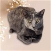 adoptable Cat in nashville, GA named Lady Luck