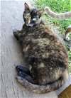 adoptable Cat in nashville, IL named Jasmine