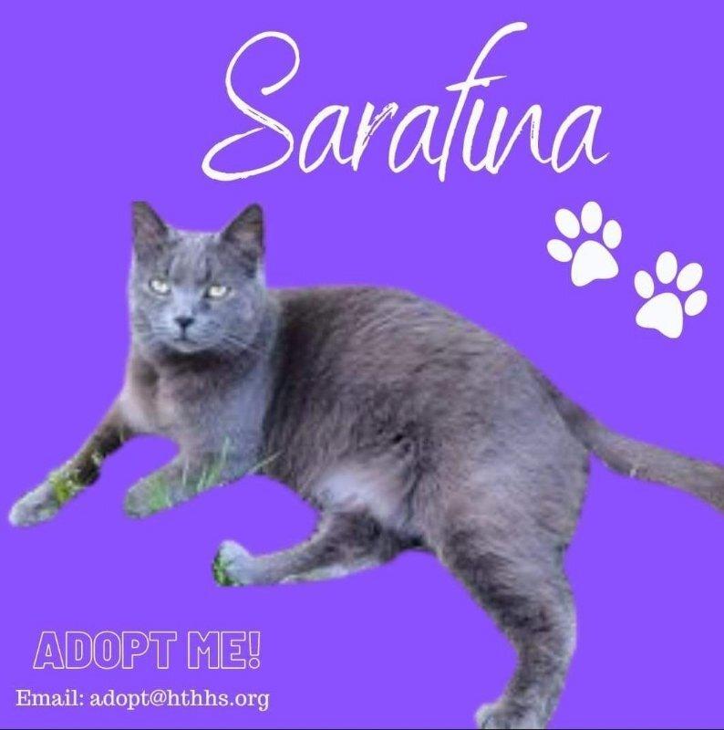 adoptable Cat in Nashville, GA named Sarafina