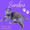 adoptable Cat in Nashville, GA named Sarafina