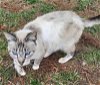 adoptable Cat in nashville, GA named Ivy