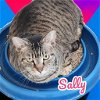 adoptable Cat in nashville, IL named Sally