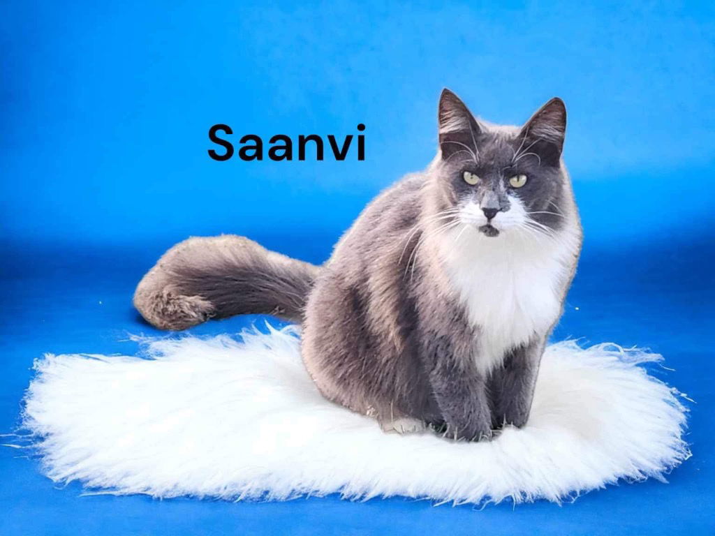 adoptable Cat in Nashville, GA named Saanvi