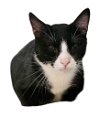 adoptable Cat in nashville, GA named Swag