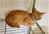 adoptable Cat in nashville, GA named Roary