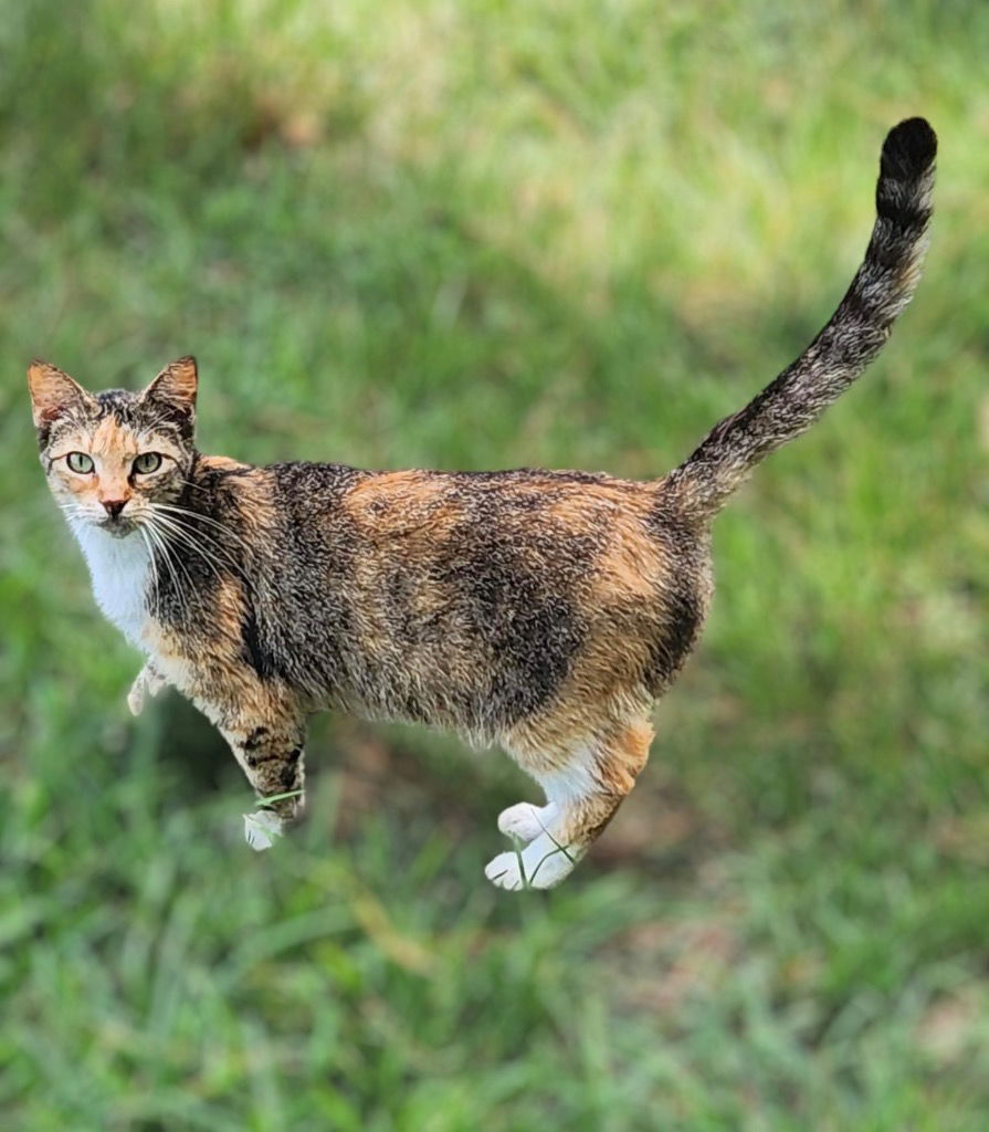 adoptable Cat in Nashville, GA named Cleo