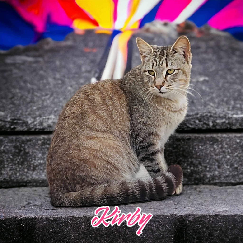 adoptable Cat in Nashville, GA named Kirby