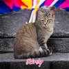 adoptable Cat in nashville, GA named Kirby