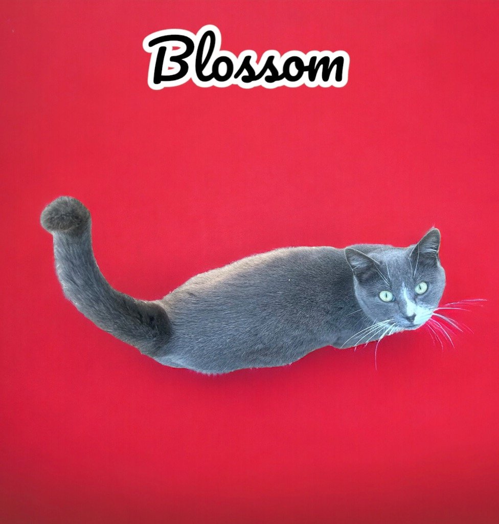 adoptable Cat in Nashville, GA named Blossom