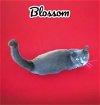adoptable Cat in nashville, IL named Blossom
